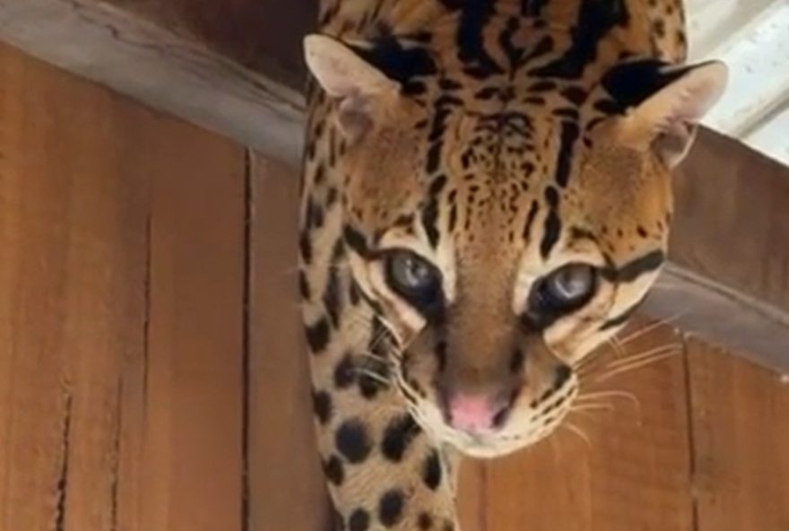 jaguatirica-e-vista-em-casa-flutuante-no-interior-do-amazonas-apos-temporal jaguatirica-e-vista-em-casa-flutuante-no-interior-do-amazonas-apos-temporal