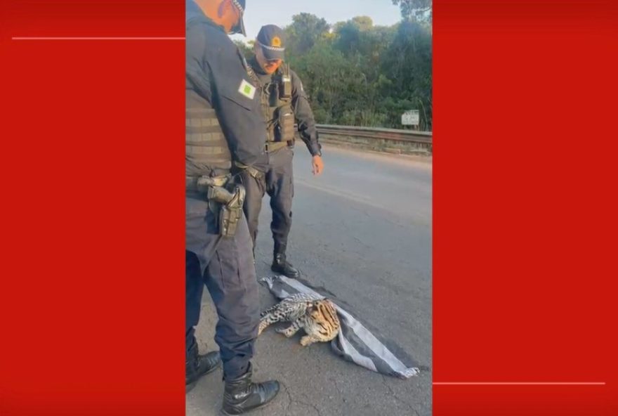 jaguatirica-resgatada-em-santa-maria3A-video-mostra-atropelamento-e-resgate