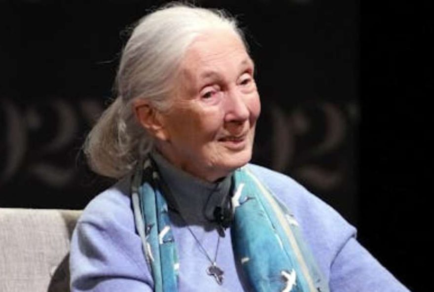 jane-goodall3A-a-revolucionaria-que-redefiniu-o-significado-de-ser-humano