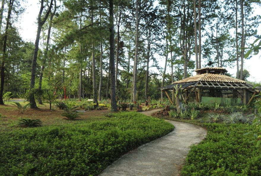 jardim-botanico-de-brasilia-substitui-pinheiros-por-arvores-nativas-do-cerrado.-preservacao-ambiental-e-seguranca-dos-frequentadores-em-destaque