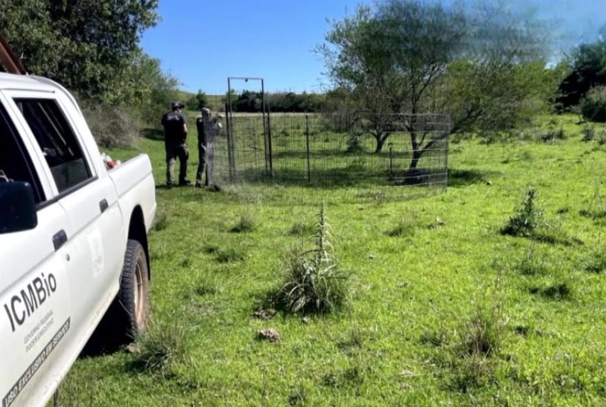 javalis-invasores-capturados-diariamente-no-rs3A-controle-autorizado-na-fronteira-oeste-combate-ameaca-a-animais-e-producao-pecuaria javalis-invasores-capturados-diariamente-no-rs3A-controle-autorizado-na-fronteira-oeste-combate-ameaca-a-animais-e-producao-pecuaria