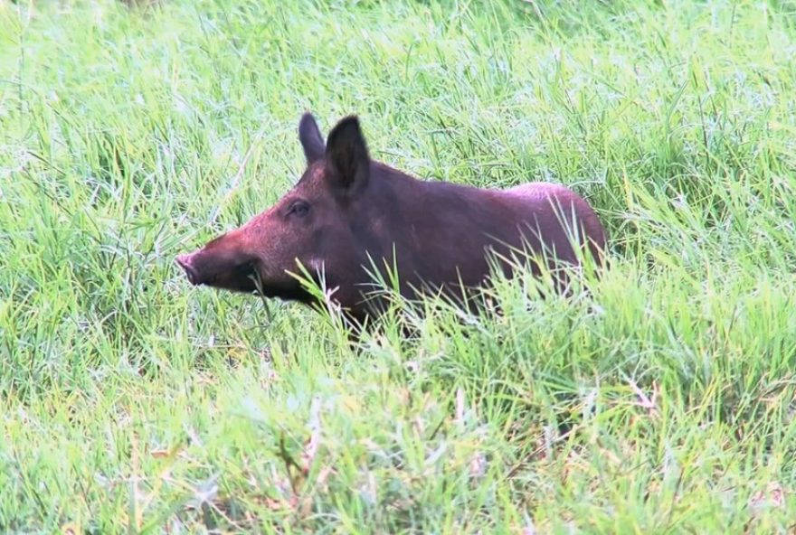 javaporcos-em-minas-gerais3A-ameaca-a-biodiversidade-e-as-plantacoes.-saiba-como-lidar-com-esses-animais-invasores