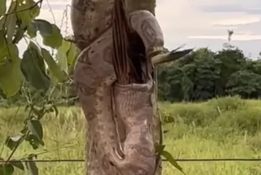 Jiboia de 20 metro come anu-branco em árvore no Pantanal