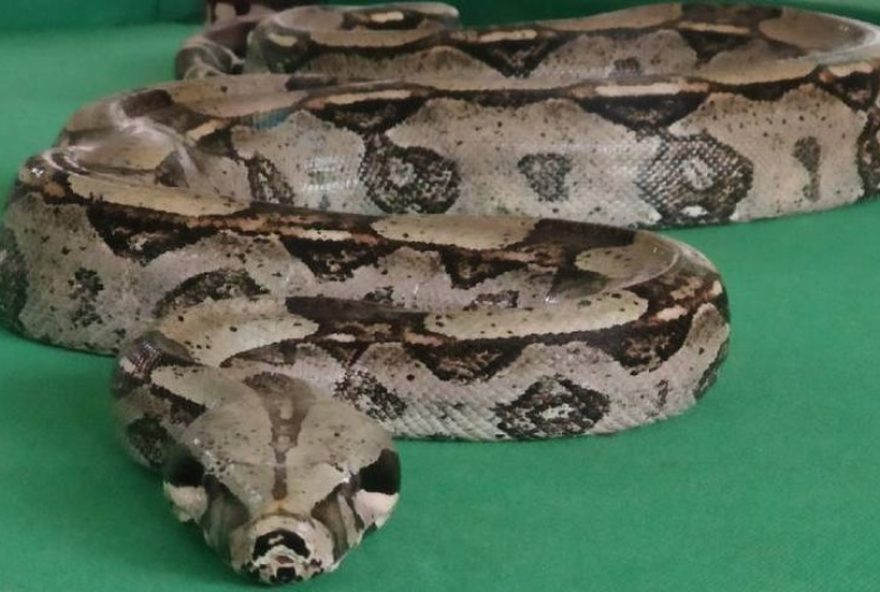 jiboia-de-estimacao-e-furtada-em-cascavel3A-proteja-a-fauna-brasileira-e-denuncie-o-trafico-de-animais-silvestres