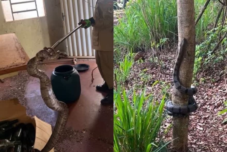 jiboia-de-mais-de-2-metros-e-resgatada-na-cozinha-de-casa-em-quirinopolis3B-video jiboia-de-mais-de-2-metros-e-resgatada-na-cozinha-de-casa-em-quirinopolis3B-video