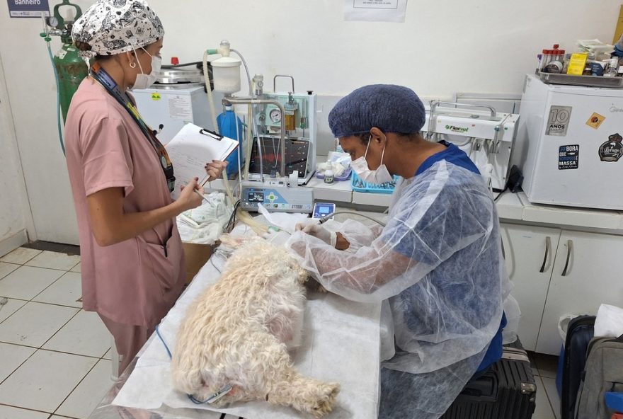 jornada-animal-em-fernando-de-noronha-oferece-atendimento-cardiologico-gratuito-para-caes-e-gatos