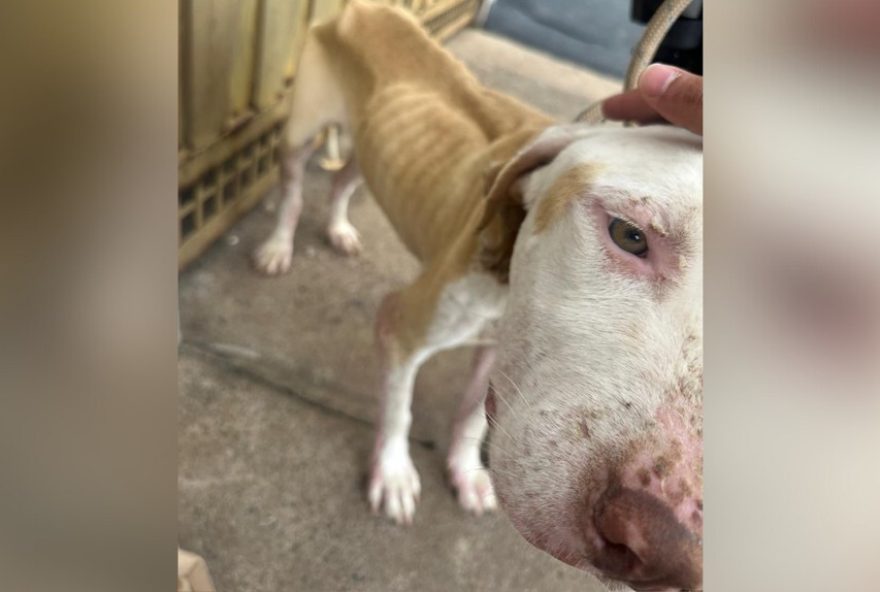 jovem-e-multado-em-r243-mil-por-maus-tratos-a-cachorro-em-presidente-prudente jovem-e-multado-em-r243-mil-por-maus-tratos-a-cachorro-em-presidente-prudente