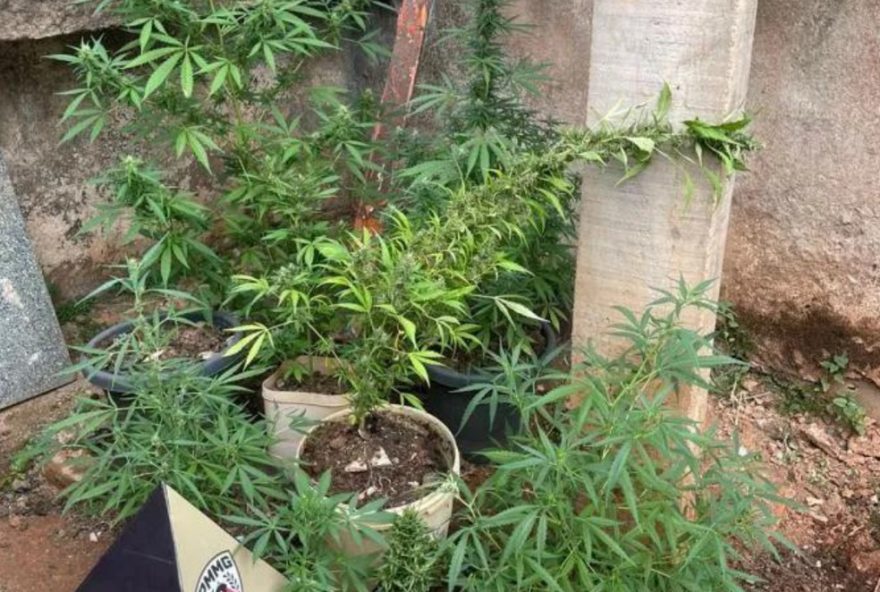 jovem-e-preso-com-12-pes-de-maconha-em-timoteo3A-policia-encontra-drogas-em-imovel-proximo-a-creche-e-igreja