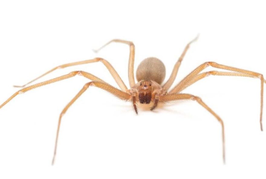 jovem-em-sc-e-picada-por-perigosa-aranha-marrom-em-blumenau