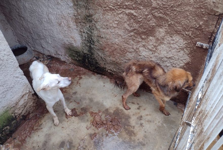 justica-absolve-mulher-acusada-de-maus-tratos-a-mais-de-200-animais-em-curitiba3Asaiba-mais