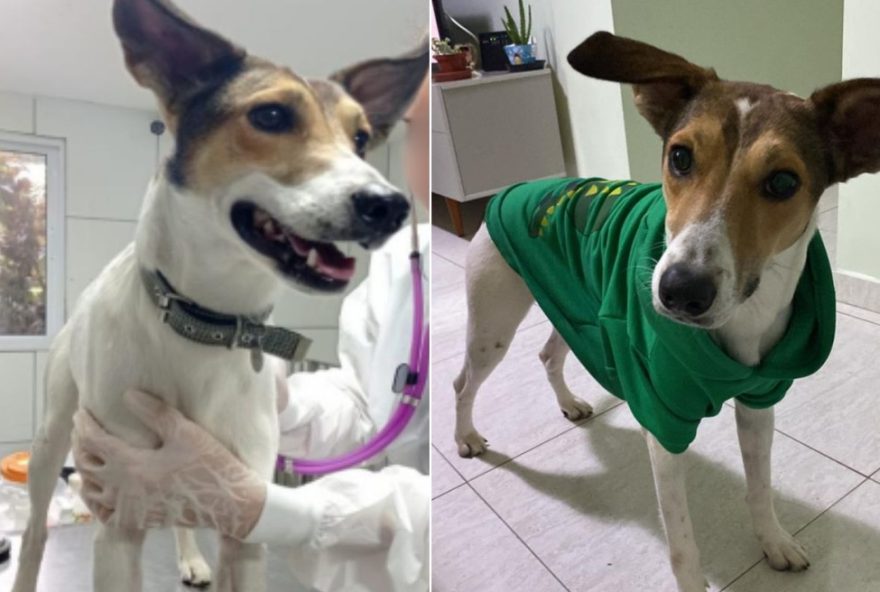 justica-condena-homem-por-jogar-cachorro-em-barril-dagua3B-punicao-e-proibicao-da-guarda-de-animais3B-entenda-o-caso justica-condena-homem-por-jogar-cachorro-em-barril-dagua3B-punicao-e-proibicao-da-guarda-de-animais3B-entenda-o-caso