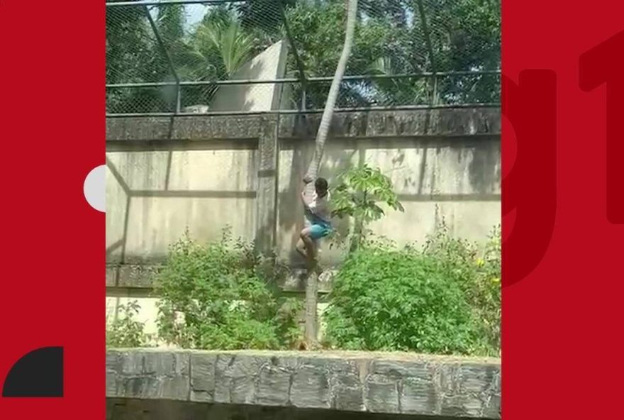 justica-da-pb-determinou-mais-de-uma-vez-a-internacao-do-homem-que-morreu-ao-invadir-recinto-de-leoa-em-joao-pessoa