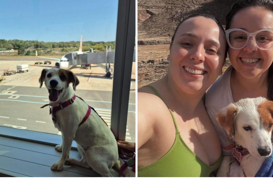 justica-determina-embarque-de-cadela-de-suporte-emocional-em-voo-para-maceio justica-determina-embarque-de-cadela-de-suporte-emocional-em-voo-para-maceio