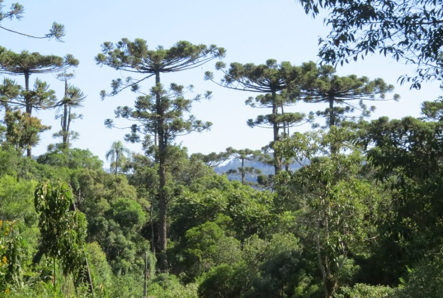 justica-impede-casal-de-desmatar-mata-atlantica-em-campos-do-jordao