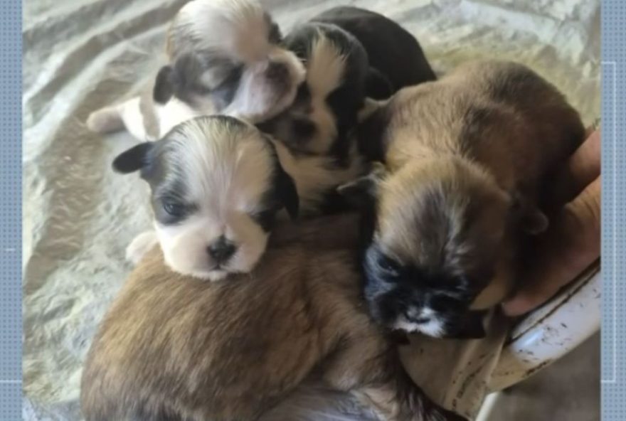 ladroes-invadem-residencia-e-furtam-4-filhotes-de-shih-tzu-em-sao-carlos3A-prejuizo-de-ate-r24-1-mil-cada