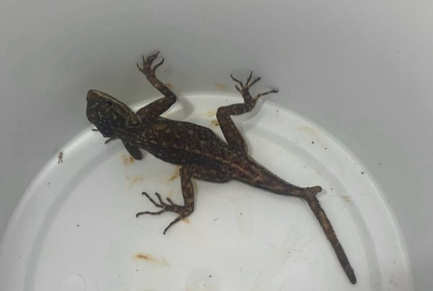 lagarto-agama-aculeata-de-18-cm-resgatado-em-sc3A-impactos-e-cuidados-necessarios