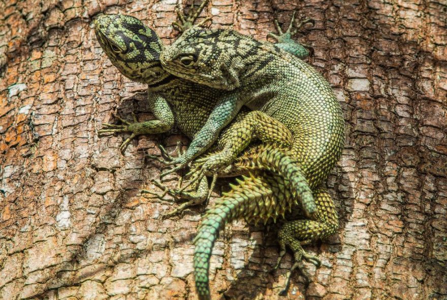 lagarto-rabo-de-espinho3A-flagrante-raro-de-acasalamento-na-bahia