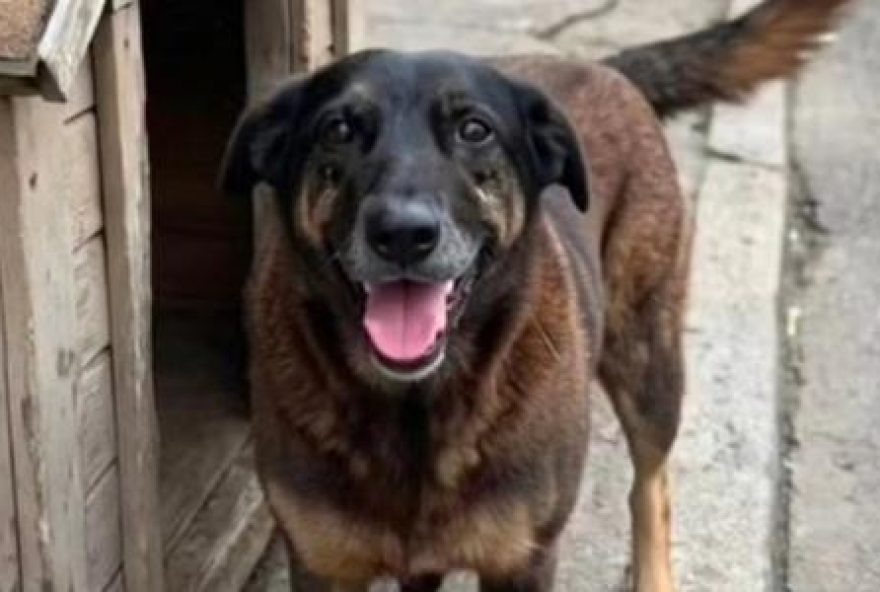 laudo-pericial3A-cao-orelha-nao-teve-fraturas-por-acao-humana laudo-pericial3A-cao-orelha-nao-teve-fraturas-por-acao-humana