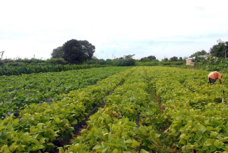 O acordo é uma forma de impulsionar o Programa de Aquisição de Alimentos (PAA)
(Foto: Agência Brasil)