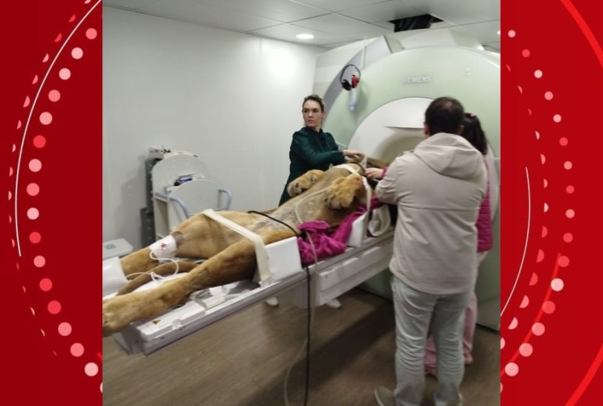 leao-de-160-kg-passa-por-ressonancia-magnetica-em-curitiba3A-mobilizacao-de-12-profissionais-no-zoologico
