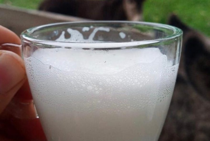 leite-de-jumenta-para-utis-neonatais3A-beneficios-e-preservacao-da-especie