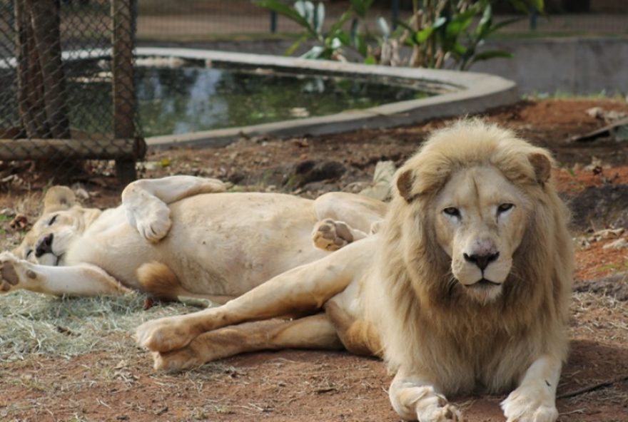 leoa-pretoria-de-14-anos-falece-de-forma-inesperada-em-zoo-de-bh3A-reflexao-sobre-cuidados-em-cativeiro