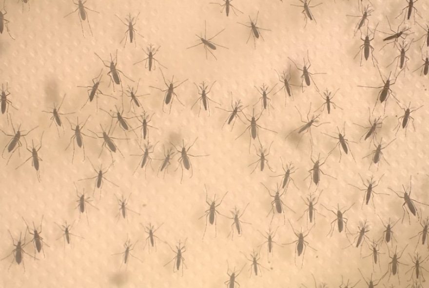 limeira-confirma-mais-duas-mortes-por-dengue2C-totalizando-seis-em-2025