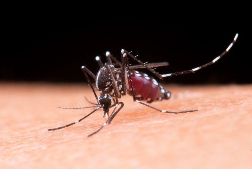 limeira-confirma-primeira-morte-por-dengue-em-20253A-medidas-de-prevencao-sao-reforcadas