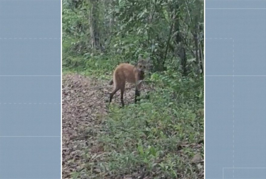 lobo-guara-e-flagrado-caminhando-em-estrada-de-itapira3A-avistamento-raro-de-especie-ameacada