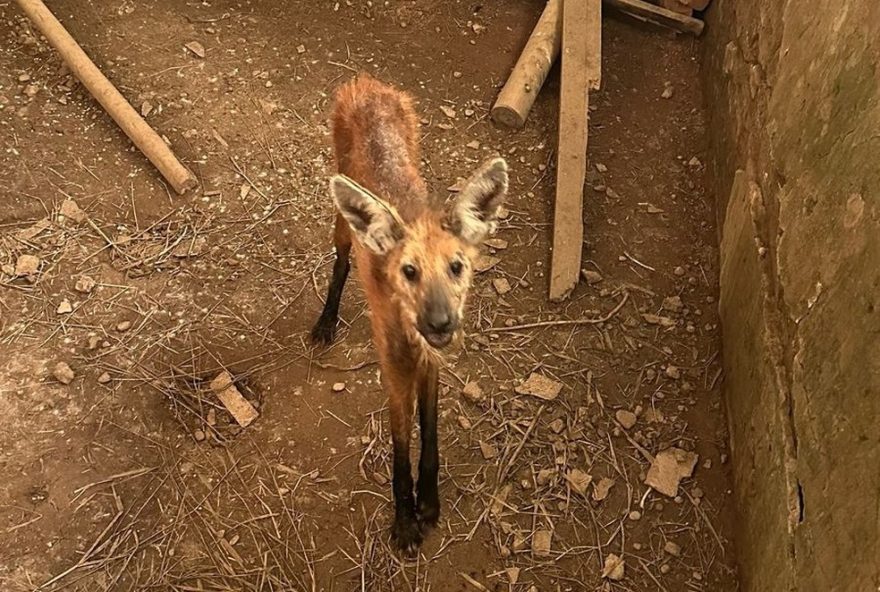 lobo-guara-resgatado-e-cuidado-em-clinica-veterinaria-apos-ser-encontrado-desnutrido-em-sitio-rural