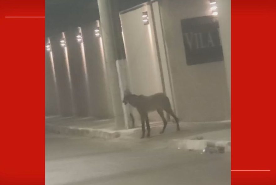 lobo-guara-resgatado-proximo-de-casas-no-df-e-levado-para-hospital-veterinario