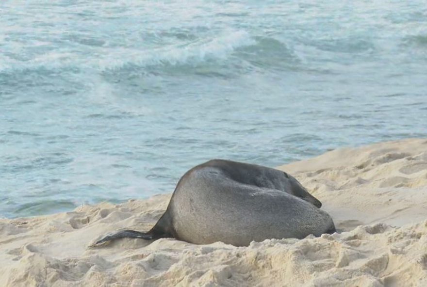 lobo-marinho-descansa-nas-areias-de-ipanema-por-mais-de-24-horas3A-biologos-alertam-para-manter-distancia-e-nao-perturbar