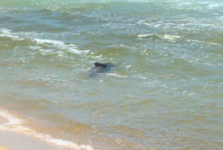 lobo-marinho-joca-se-despede-de-ipanema-apos-mais-de-48-horas-na-praia