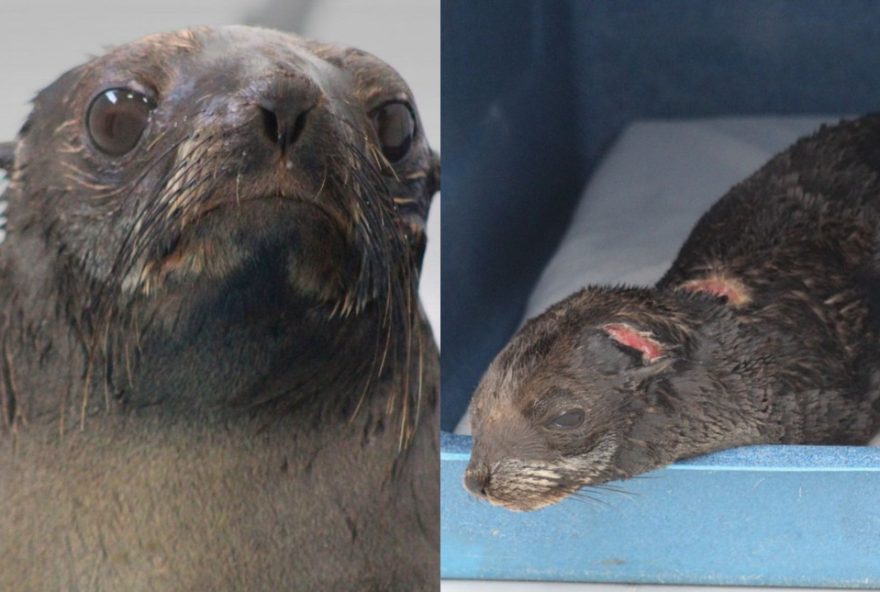 lobo-marinho-resgatado-com-ferimentos-por-helices-de-embarcacao-em-sc3A-o-que-fazer-ao-encontrar-animais-marinhos-na-praia