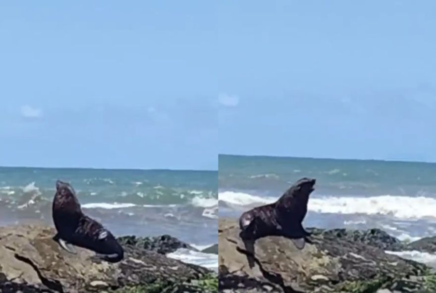 lobo-marinho-surpreende-banhistas-em-praia-de-sp3A-momento-raro-registrado-por-trabalhador lobo-marinho-surpreende-banhistas-em-praia-de-sp3A-momento-raro-registrado-por-trabalhador