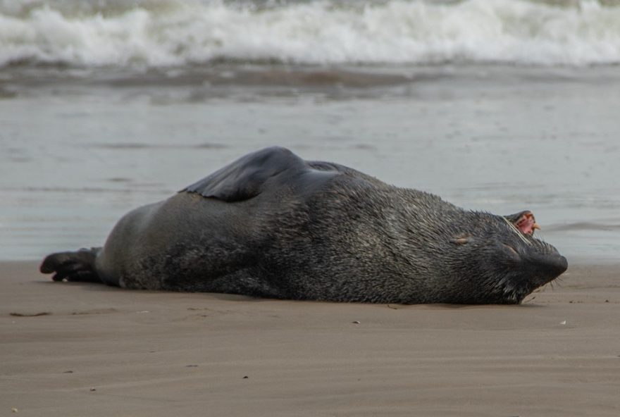 lobo-marinho-volta-para-o-mar-apos-passeio-por-praias-de-santa-catarina