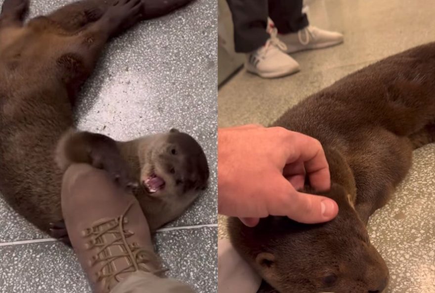 lontra-rola-no-chao2C-mostra-barriga-e-pede-carinho-ao-ser-resgatada-em-sc lontra-rola-no-chao2C-mostra-barriga-e-pede-carinho-ao-ser-resgatada-em-sc