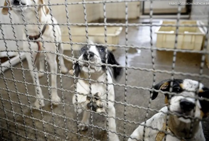 lula-assina-decreto-que-amplia-multas-para-maus-tratos-a-animais lula-assina-decreto-que-amplia-multas-para-maus-tratos-a-animais