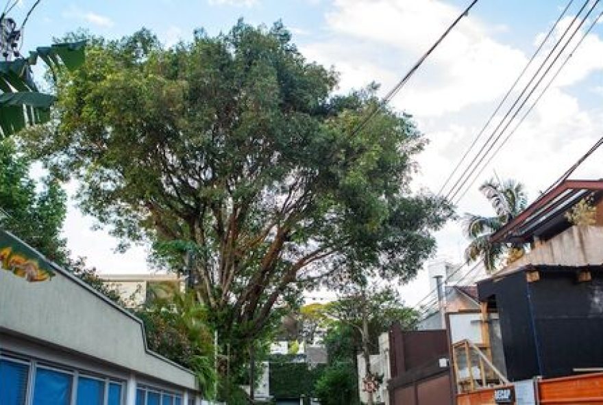 lula-sanciona-lei-que-libera-poda-de-arvore-em-caso-de-omissao-do-orgao-publico