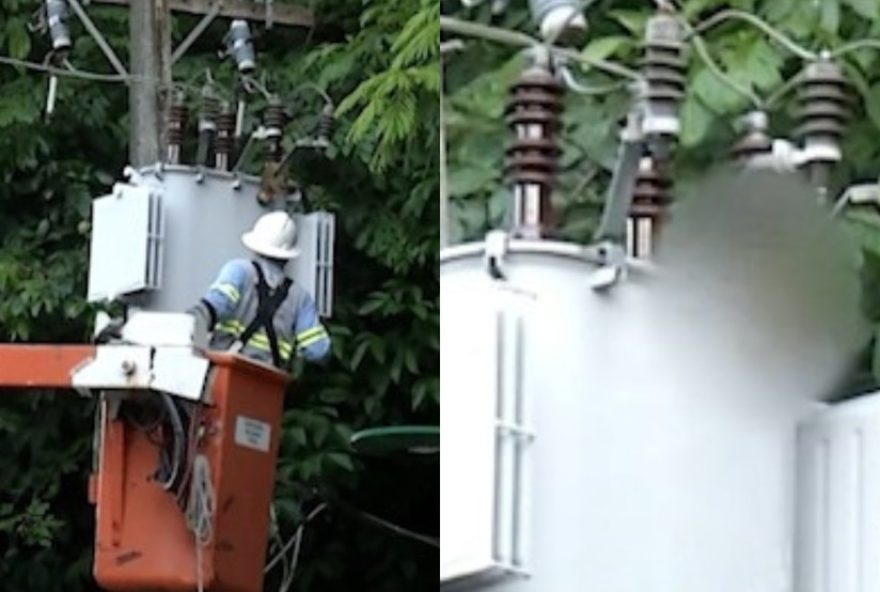 macaco-morre-apos-descarga-eletrica-em-poste-no-bosque-rodrigues-alves3A-importancia-da-seguranca-para-fauna macaco-morre-apos-descarga-eletrica-em-poste-no-bosque-rodrigues-alves3A-importancia-da-seguranca-para-fauna