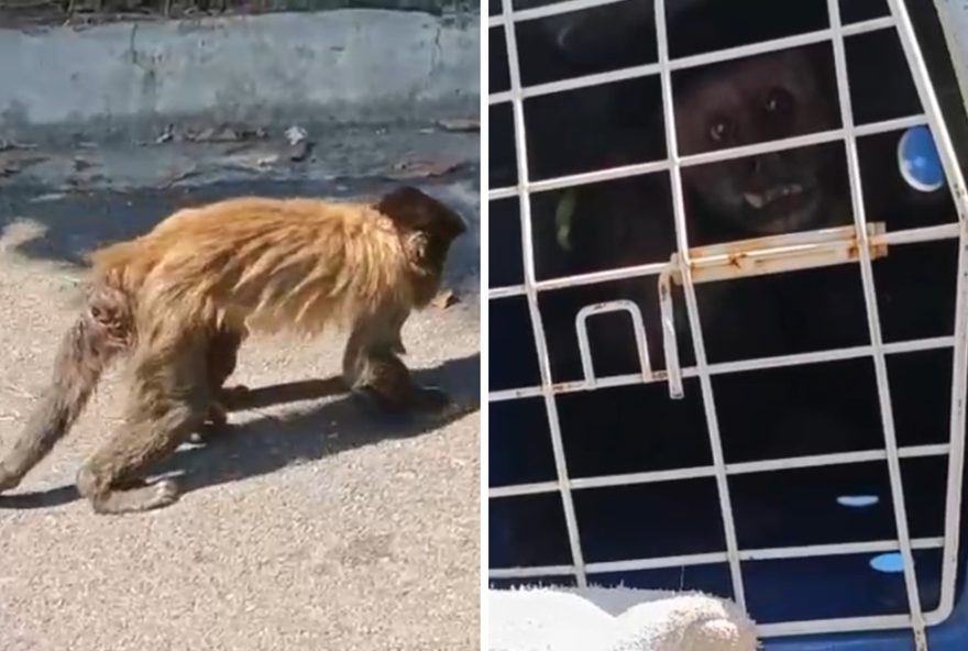 macaco-prego-ferido-resgatado-pela-guarda-municipal-de-americana macaco-prego-ferido-resgatado-pela-guarda-municipal-de-americana