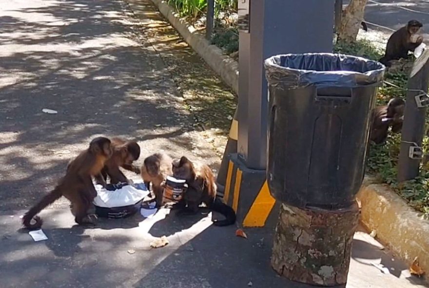 macacos-invadem-pocos-de-caldas2C-mg3A-prevencao-contra-ataques-e-lixo