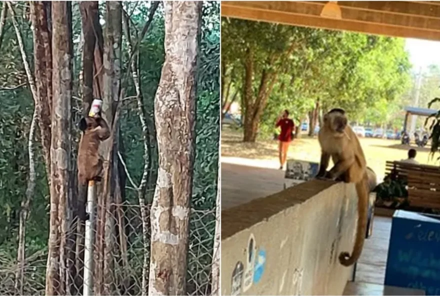 Macacos foram flagrados ingerindo bebidas alcoólicas e com cigarro na boca. (Foto: Reprodução/G1)