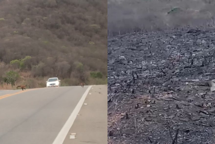 macacos-pregos-sao-flagrados-cruzando-estrada-apos-incendio-no-interior-do-ceara macacos-pregos-sao-flagrados-cruzando-estrada-apos-incendio-no-interior-do-ceara