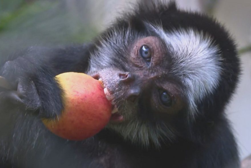 macacos-saboreiam-comidas-tipicas-de-sao-joao-no-zoologico-do-recife