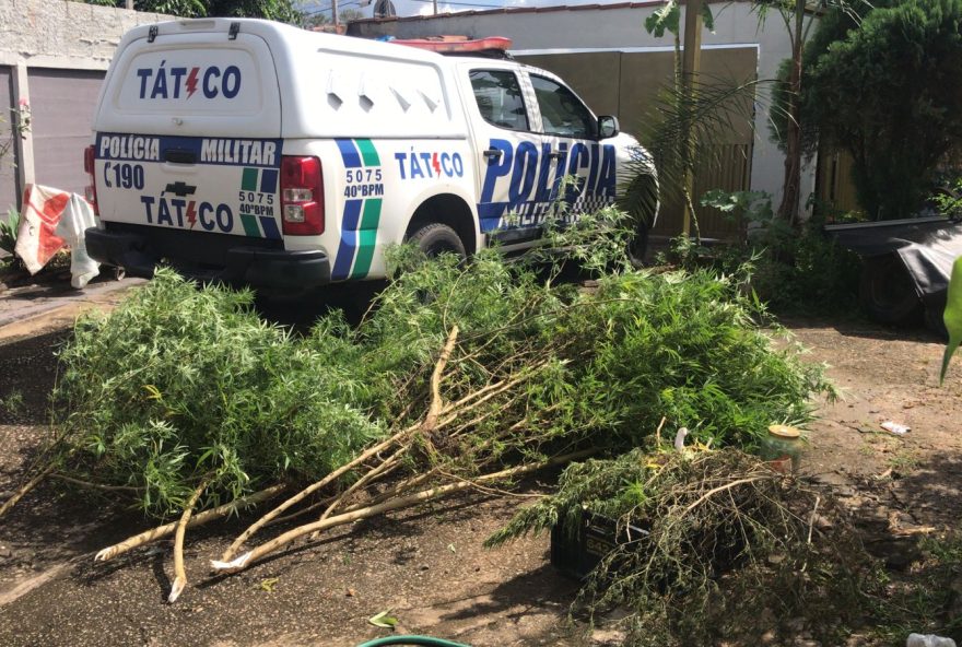 Pé de maconha encontrado por policiais. (Foto: Divulgação/PMGO)