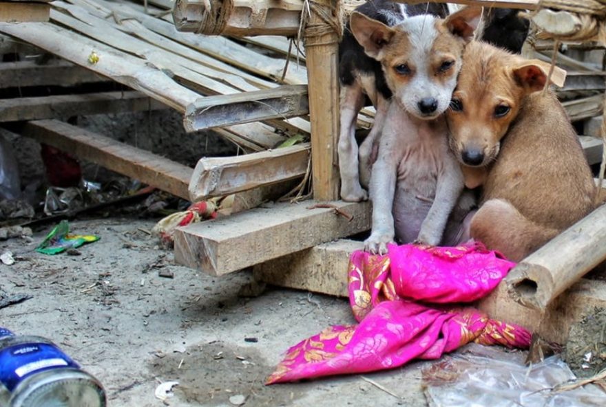 Animais sendo maltratados. (Foto: Reproduçāo)