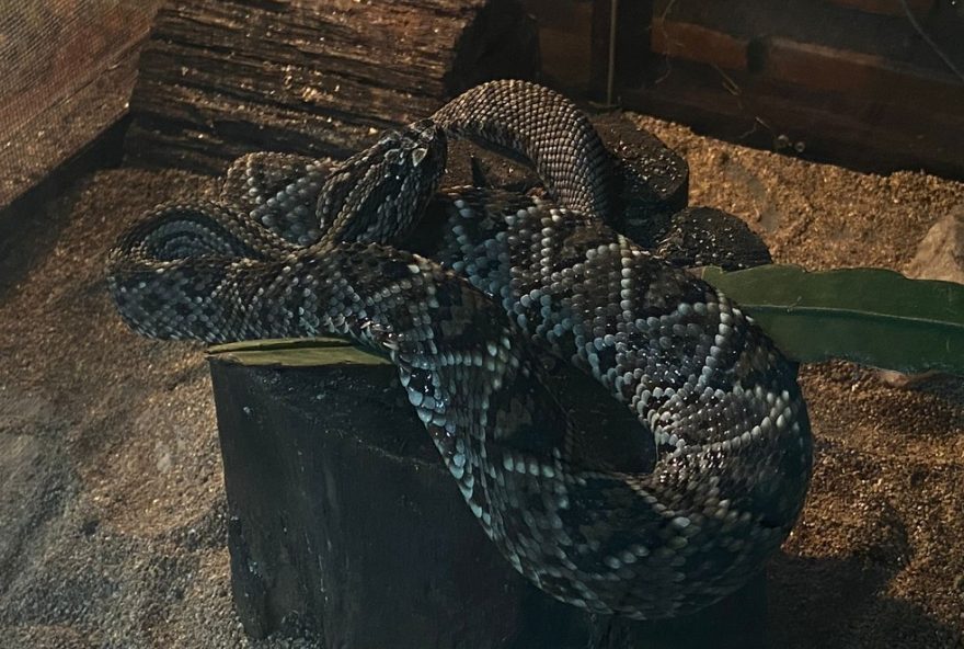 manaus-tem-mais-de-3-mil-casos-de-ataques-de-animais-peconhentos-em-20253A-confira-bairros-mais-afetados manaus-tem-mais-de-3-mil-casos-de-ataques-de-animais-peconhentos-em-20253A-confira-bairros-mais-afetados