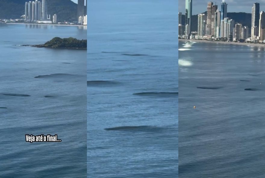 manchas-escuras-no-mar-em-balneario-camboriu3A-cardumes-de-manjubas-se-movimentando-video