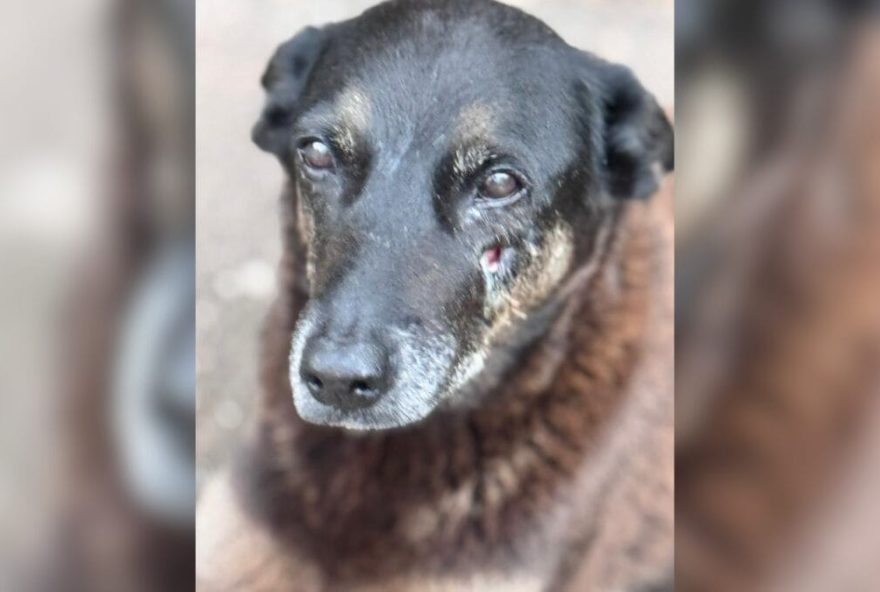 mandados-da-policia-sao-cumpridos-em-sc-por-morte-do-cao-orelha mandados-da-policia-sao-cumpridos-em-sc-por-morte-do-cao-orelha